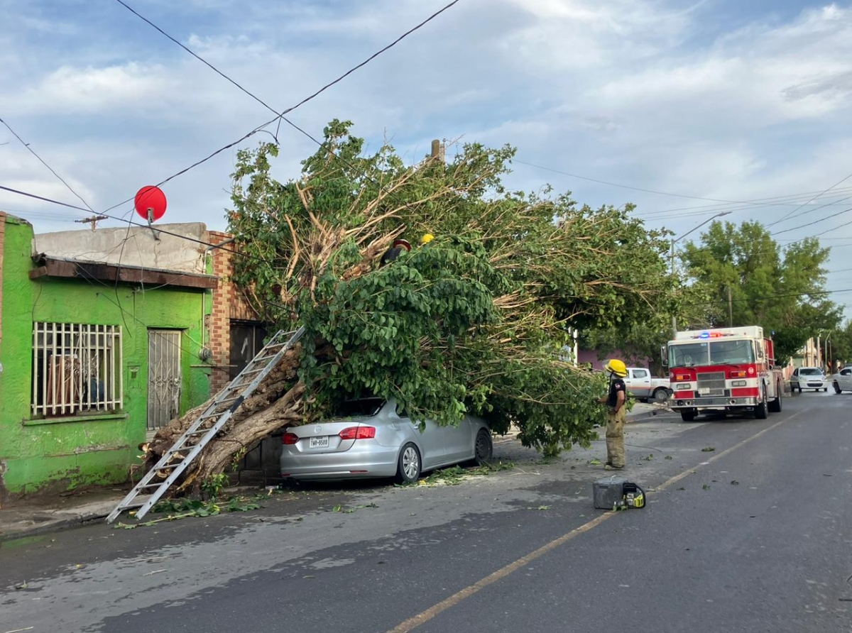 Árbol Asesino